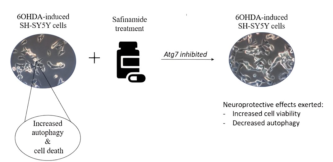 Graphical Abstract